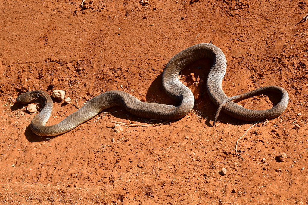 Tsavo East National Park